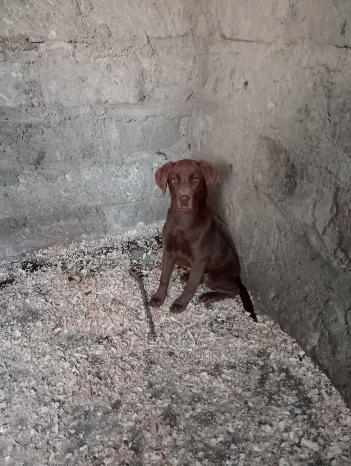 1-3 months Female Purebred Labrador Retriever