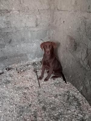 1-3 months Female Purebred Labrador Retriever - thumbnail 2