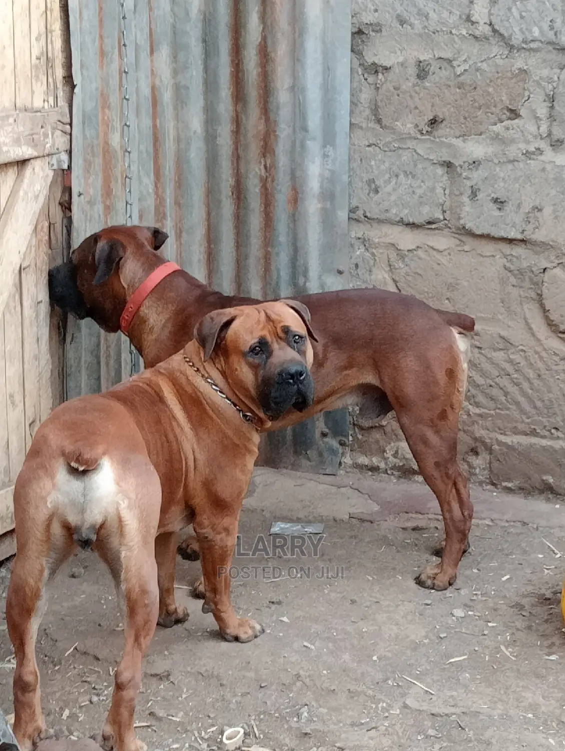 1+ year Male Purebred Boerboel