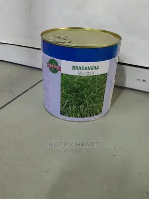 Bracharia Mullato Grass 1kg