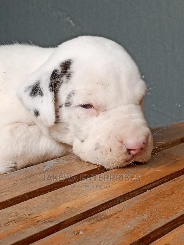 1-3 months Male Purebred Great Dane - thumbnail 2