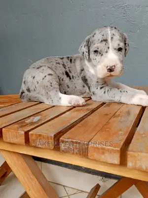 1-3 months Male Purebred Great Dane