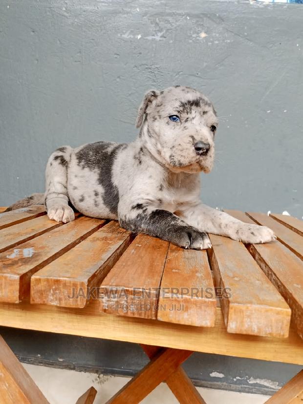 1-3 months Male Purebred Great Dane - thumbnail 3