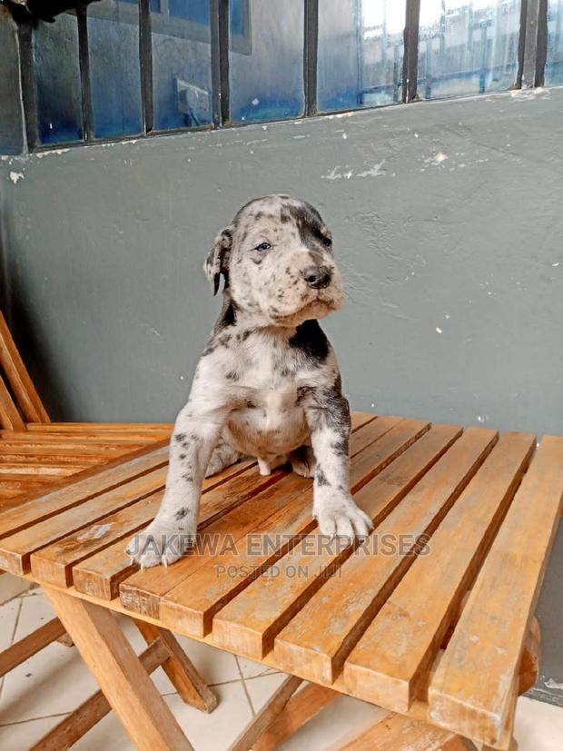 1-3 months Male Purebred Great Dane - thumbnail 4