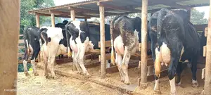 Quick Sale Dairy Cows