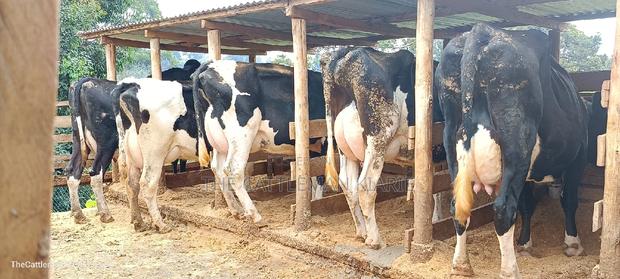 Quick Sale Dairy Cows - main view