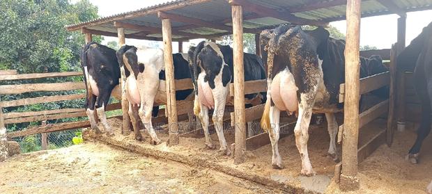 Quick Sale Dairy Cows - thumbnail 3