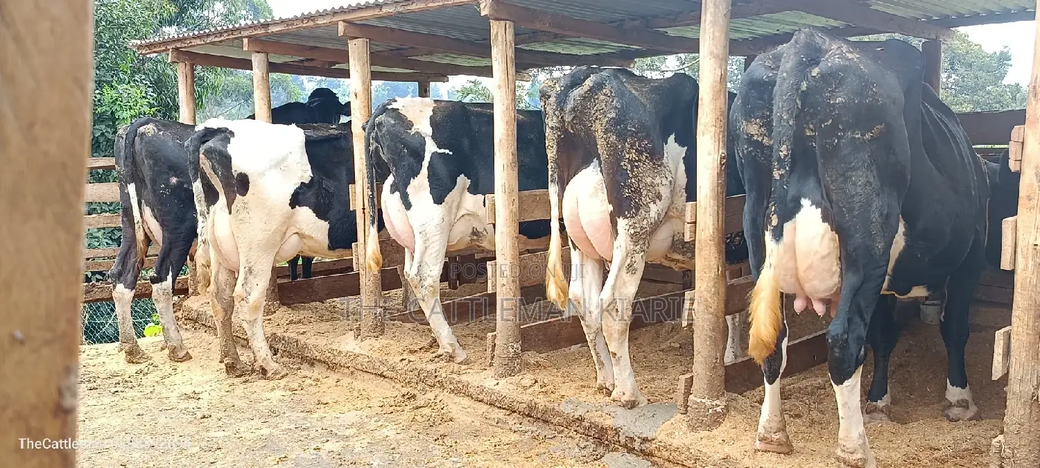 Quick Sale Dairy Cows