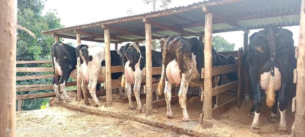 Quick Sale Dairy Cows - thumbnail 5