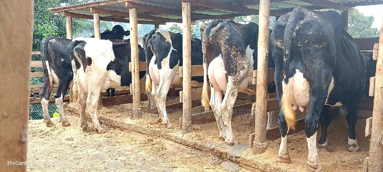 Quick Sale Dairy Cows