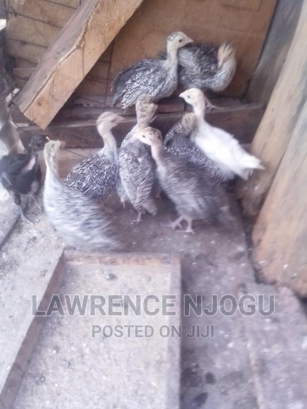 Turkey Poults - main view