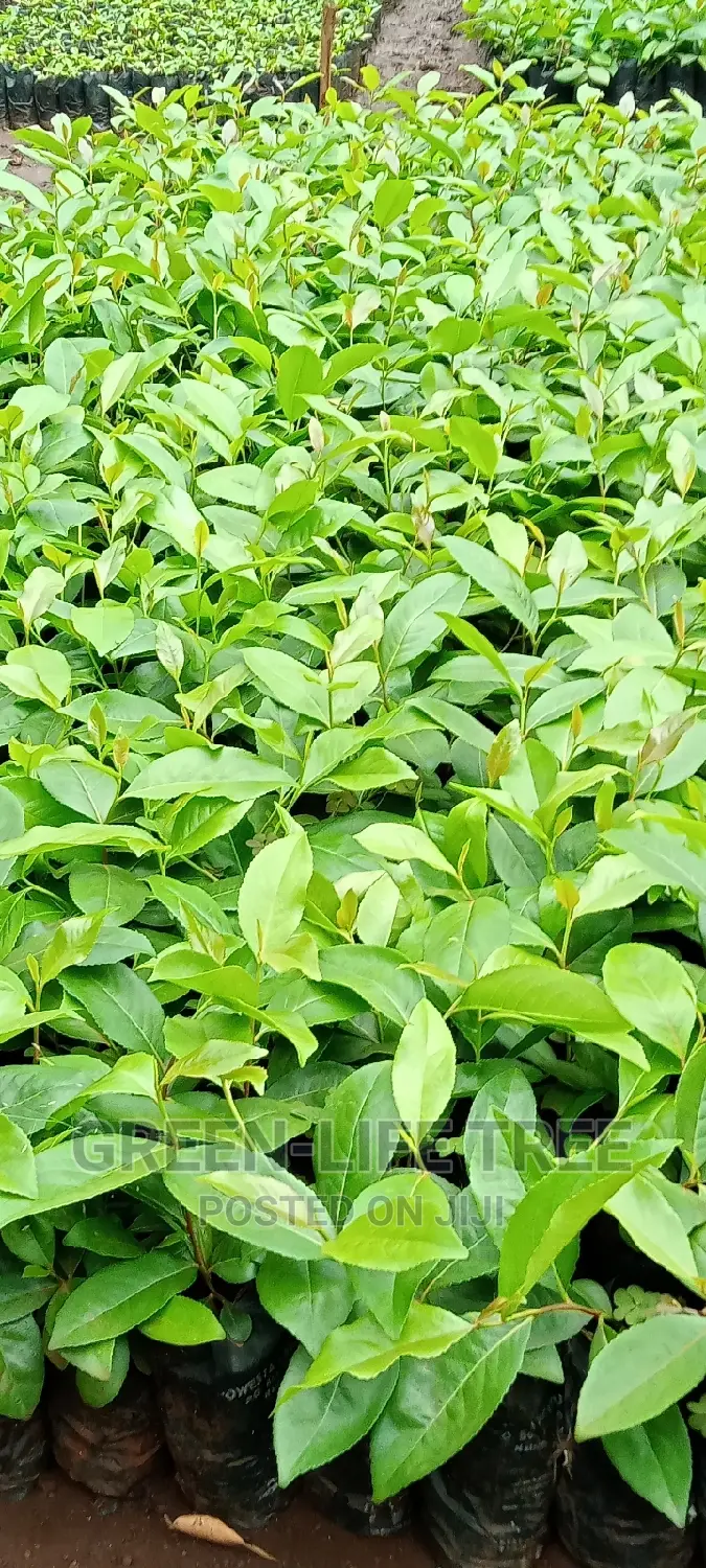 Original Muguka Seedlings