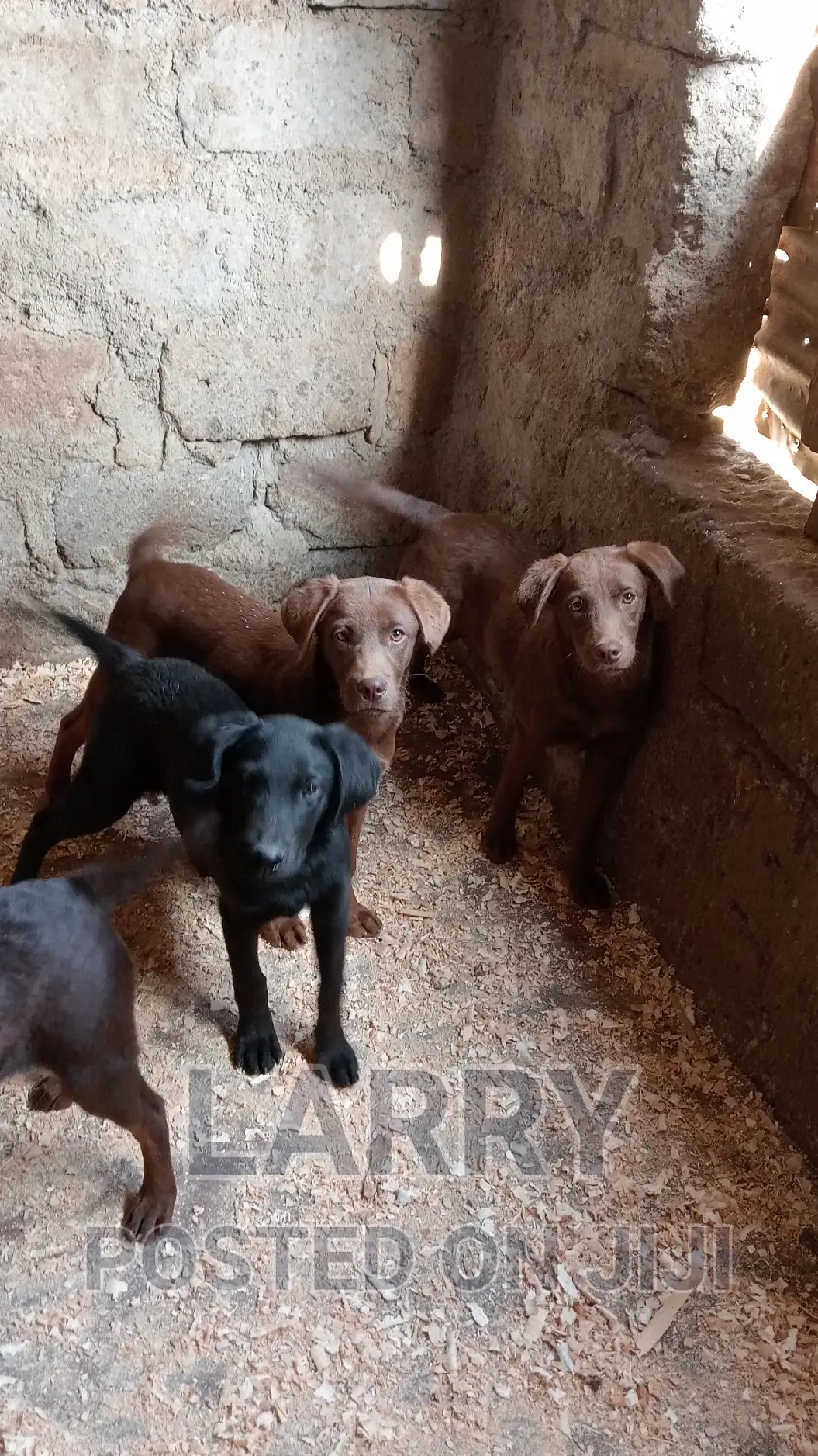 1+ year Female Purebred Labrador Retriever
