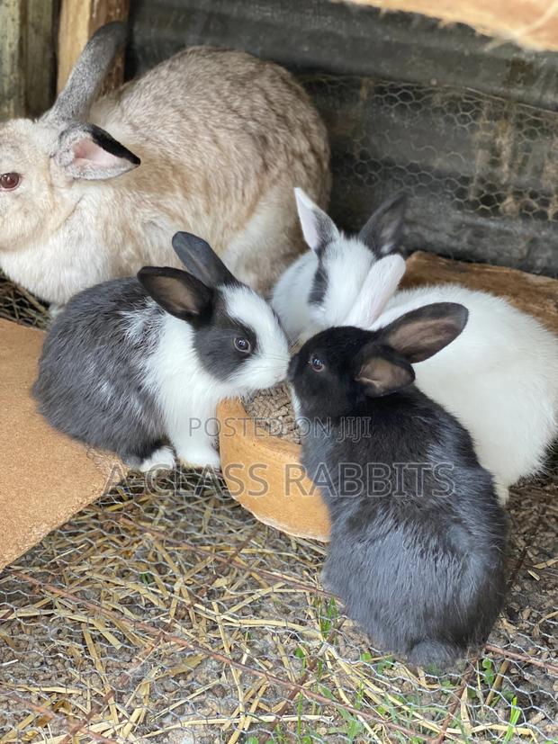 Rabbit Kits / Breeders - thumbnail 3