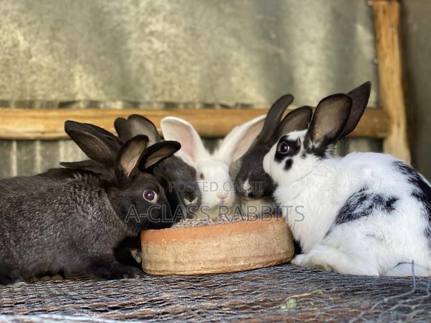 Rabbit Kits / Breeders - thumbnail 5