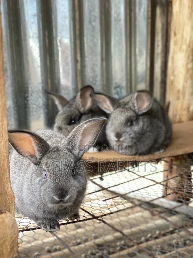 Rabbit Kits / Breeders - thumbnail 4