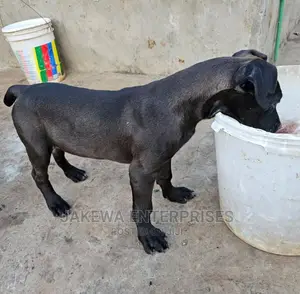 3-6 months Female Purebred Boerboel