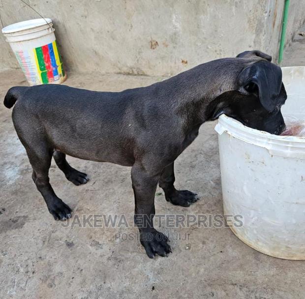 3-6 months Female Purebred Boerboel - main view