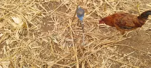 Varsity Prime Plot for Sale