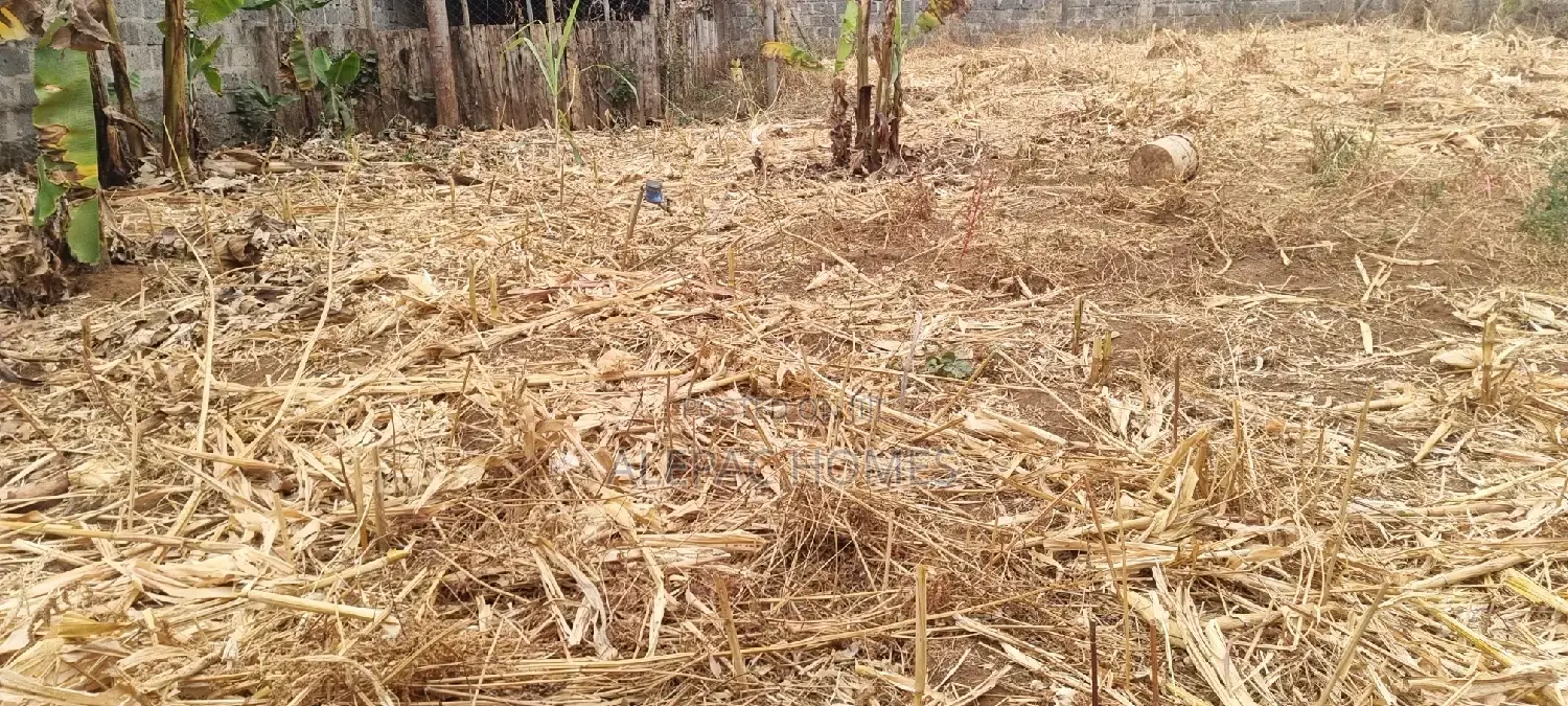 Varsity Prime Plot for Sale