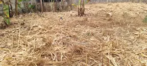 Varsity Prime Plot for Sale