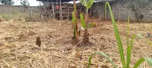 Varsity Prime Plot for Sale