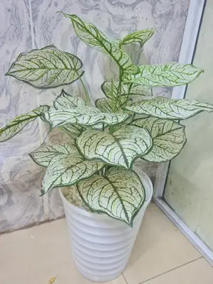 Artificial Indoor and Outdoor House Office Plant (Zebra)