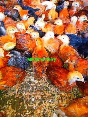 Vaccinated Month Old Improved Kienyeji Chicks