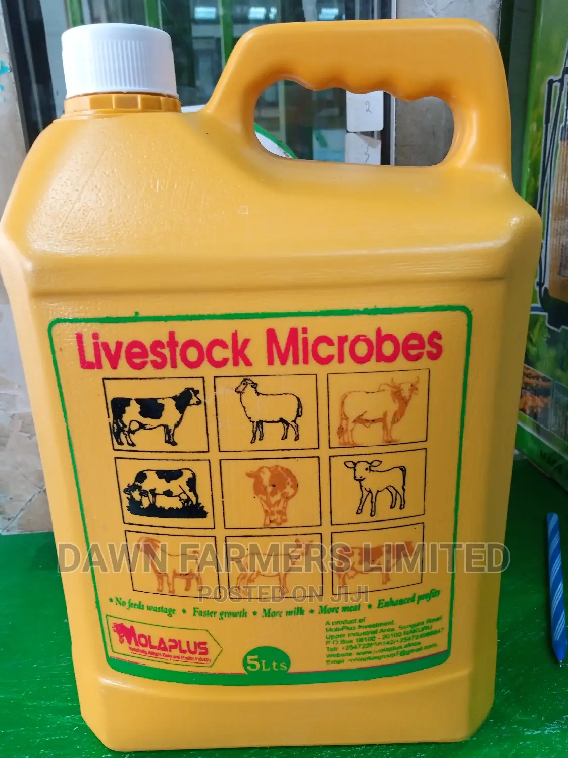 Molar Plus Microbes
