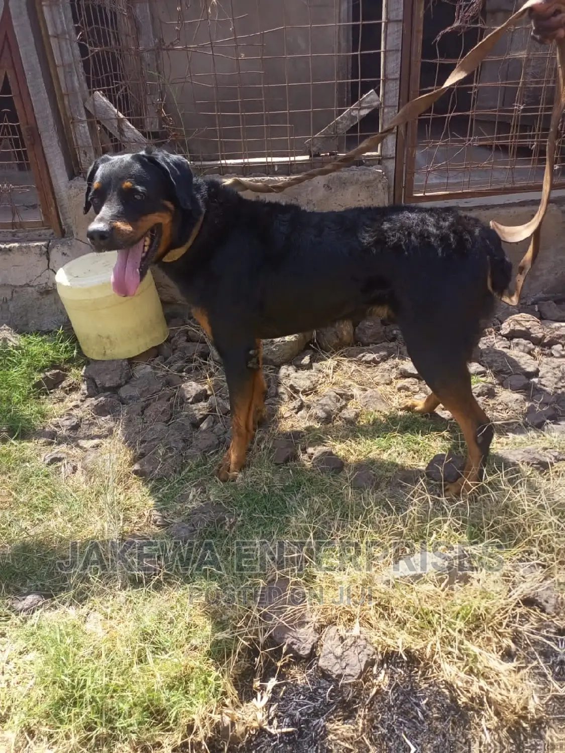 1+ year Male Purebred Rottweiler