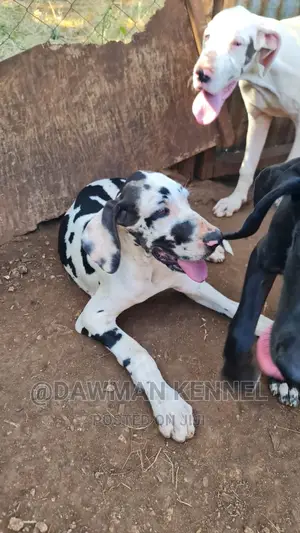 3-6 months Male Purebred Great Dane