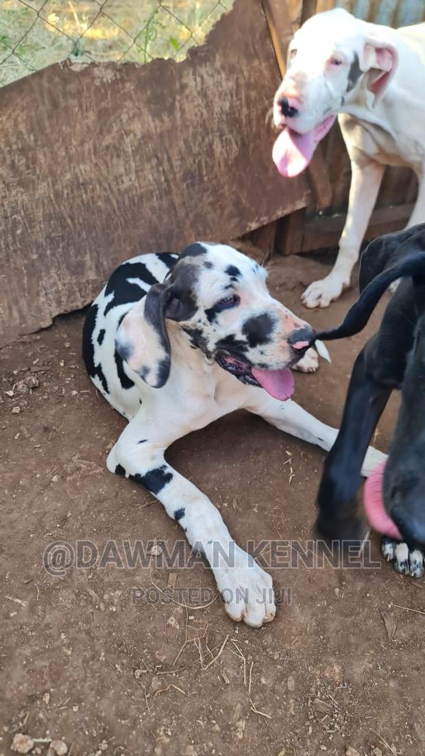 3-6 months Male Purebred Great Dane