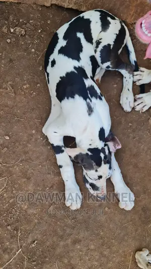 3-6 months Male Purebred Great Dane