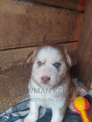 1-3 months Male Purebred Siberian Husky