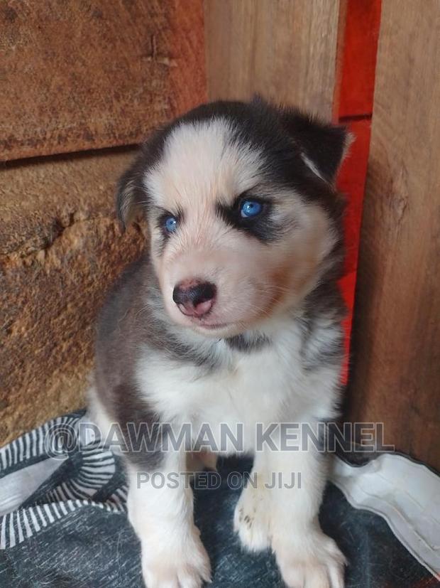 1-3 months Male Purebred Siberian Husky - main view