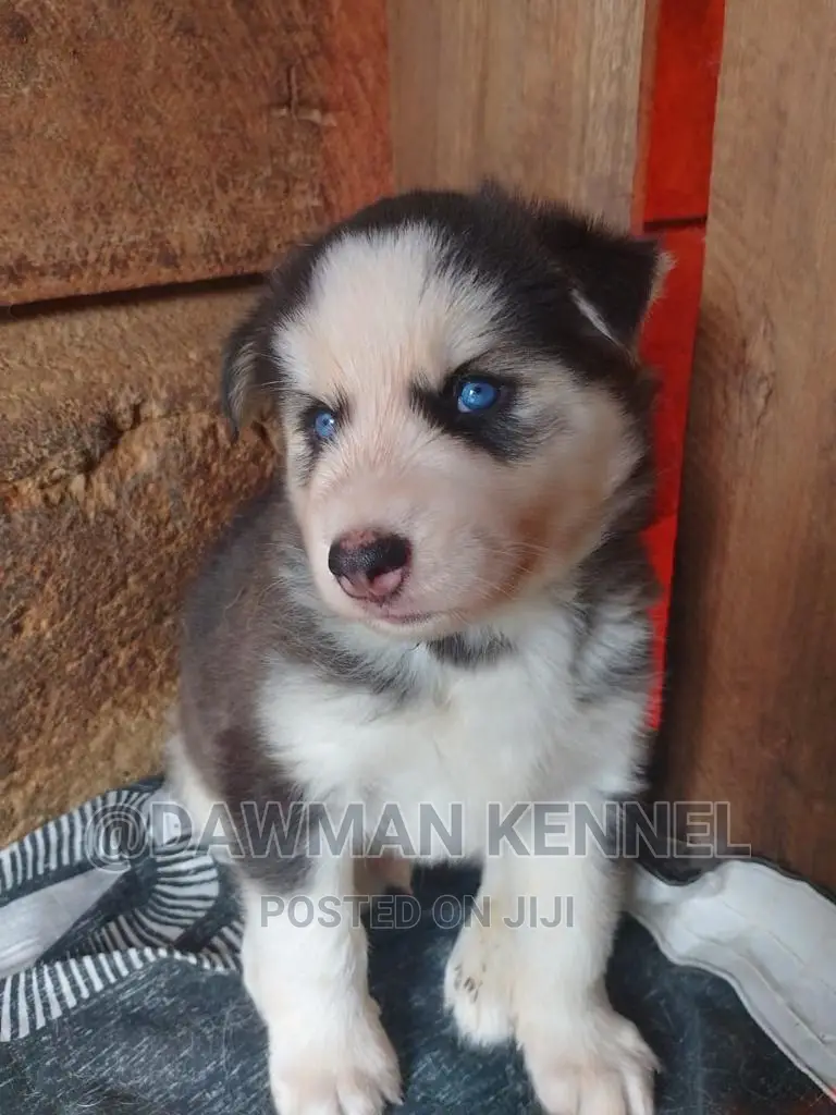 1-3 months Male Purebred Siberian Husky