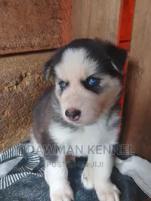 1-3 months Male Purebred Siberian Husky
