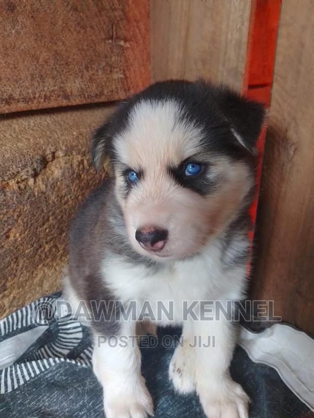 1-3 months Male Purebred Siberian Husky - thumbnail 3