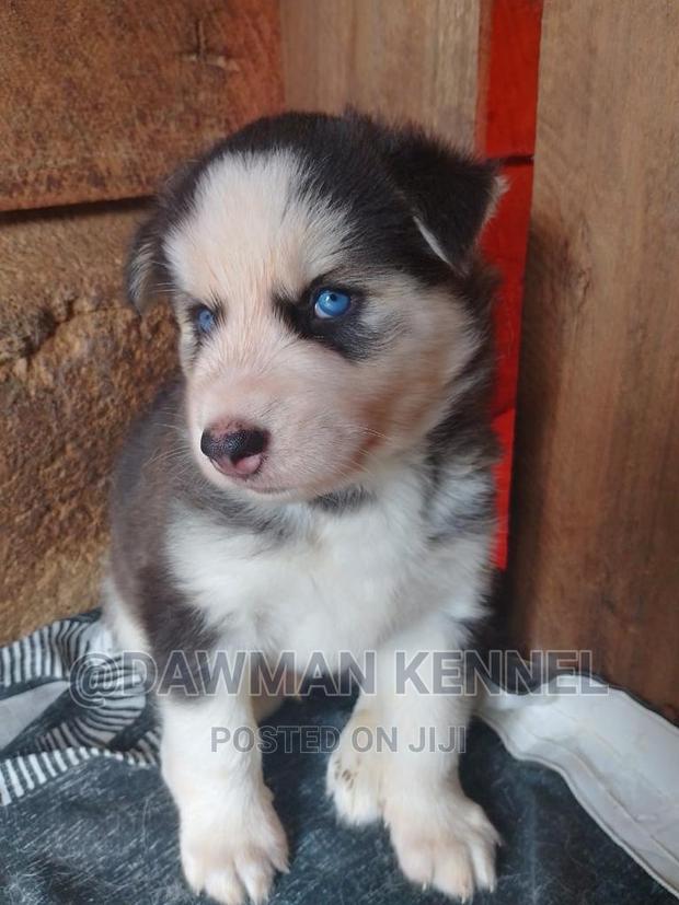 1-3 months Male Purebred Siberian Husky - thumbnail 4