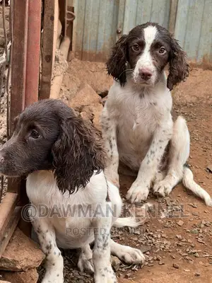 1-3 months Female Purebred English Springer Spaniel