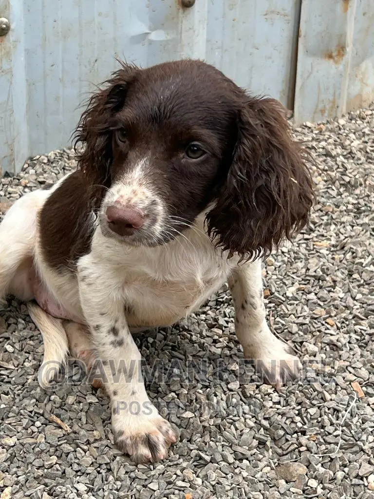 1-3 months Female Purebred English Springer Spaniel
