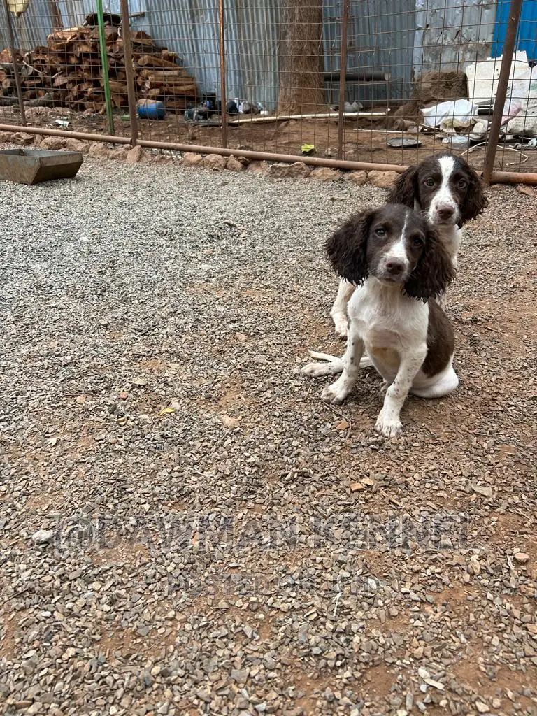 1-3 months Female Purebred English Springer Spaniel