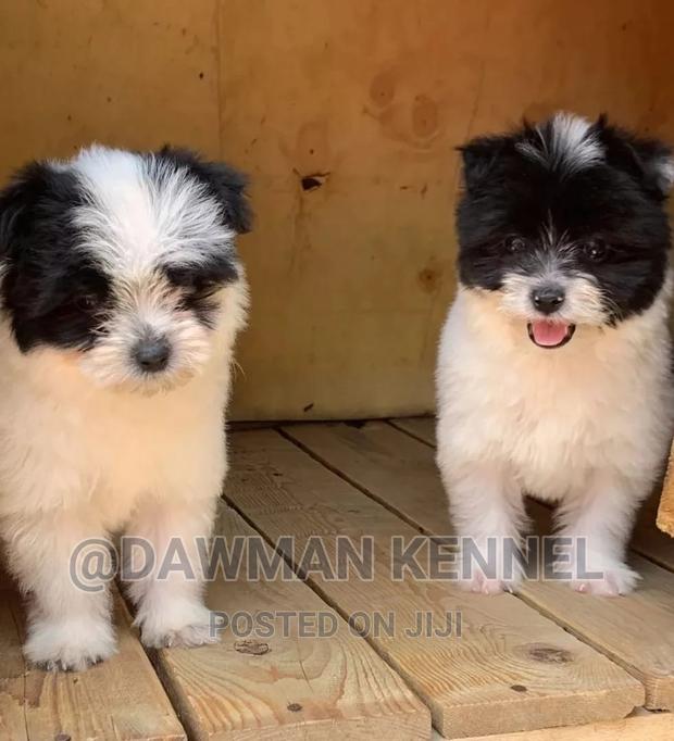 1-3 months Male Purebred Havanese - main view