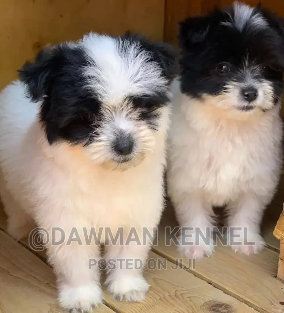 1-3 months Male Purebred Havanese