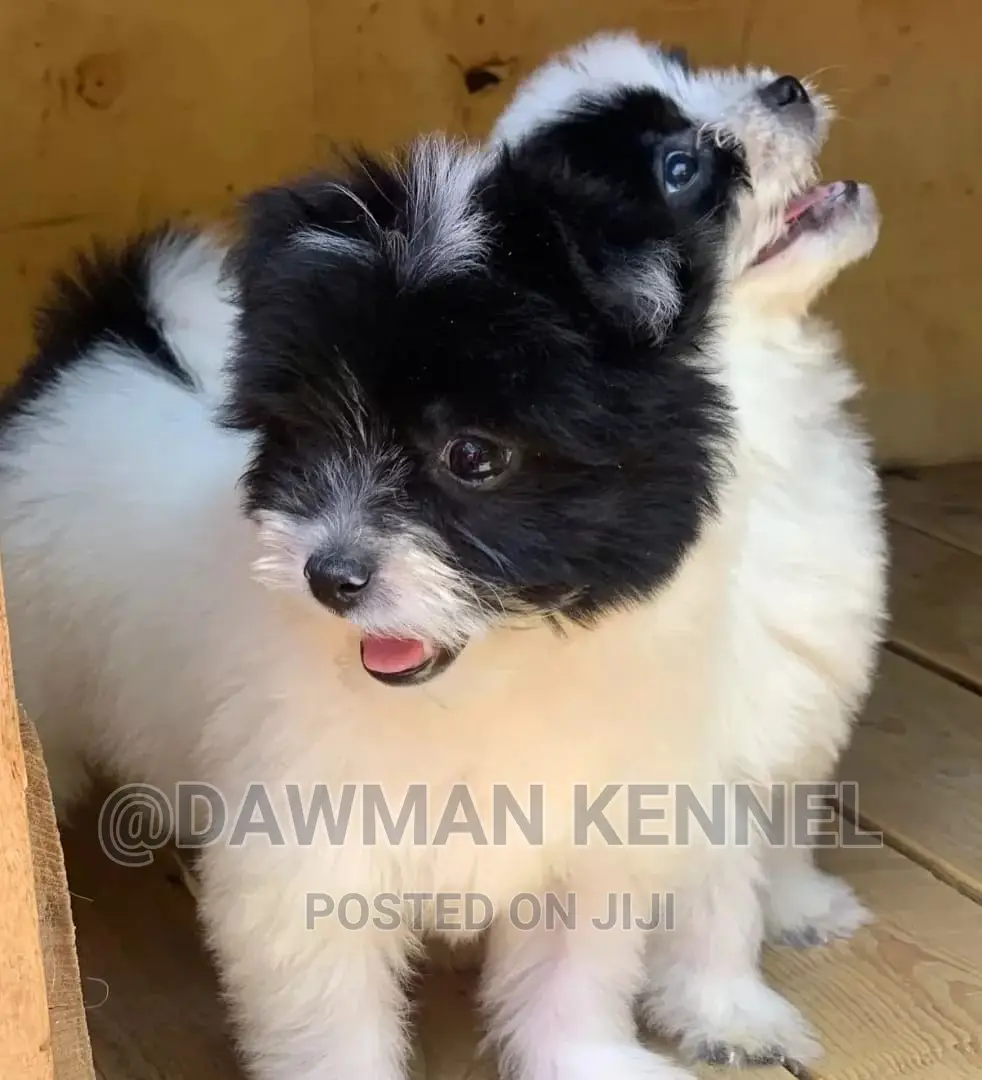 1-3 months Male Purebred Havanese