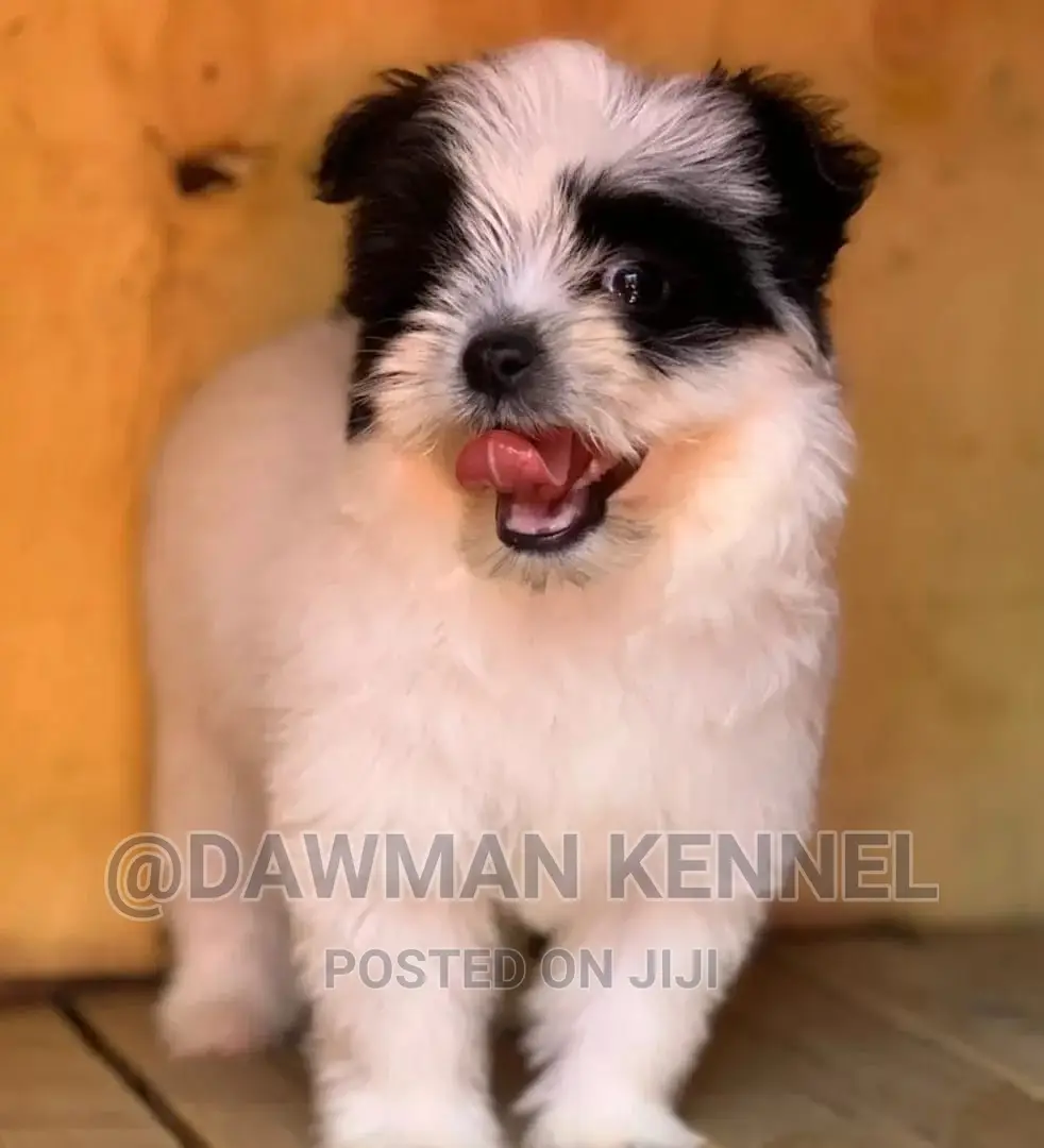 1-3 months Male Purebred Havanese
