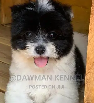 1-3 months Male Purebred Havanese