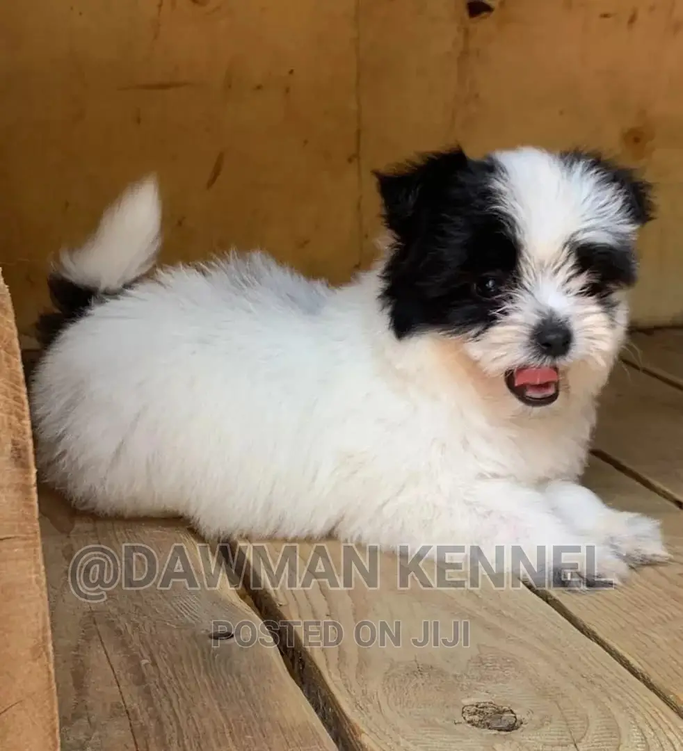 1-3 months Male Purebred Havanese