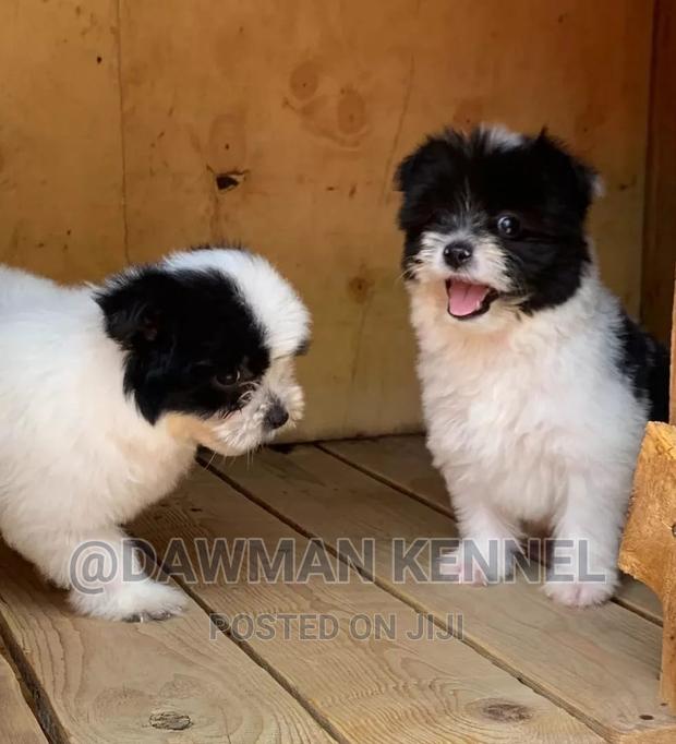 1-3 months Male Purebred Havanese - thumbnail 7