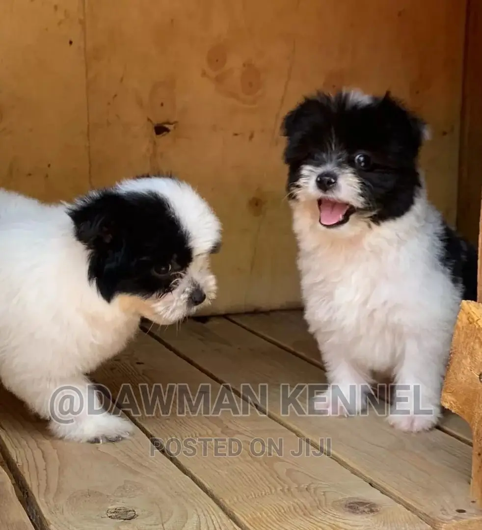 1-3 months Male Purebred Havanese
